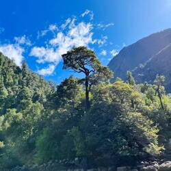 Baum. Name vergessen. Wächst unfassbar langsam, ist zäh wie sau und wird 1000 Jahre alt.