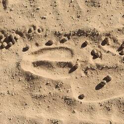 Hinterlassenschaften der Oryxantilope