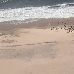 Teil der Robbenkolonie am Cape Cross