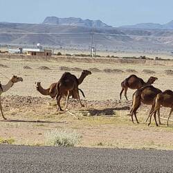 Camel herd herding his camels