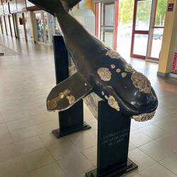 In Puerto Madryn (Halbinsel Valdes) kann man von Juni bis November Wale beobachten.