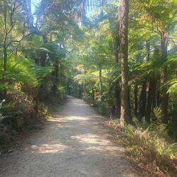Fern trees in the gullies