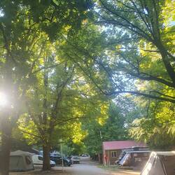 Camping spot under falling leaves. So cool on 30 degree days