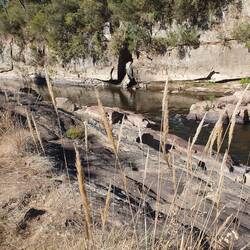 Hand hewn mining tail races emptying into the Ovens river