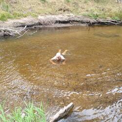 Cooling down in the Cobungra River at Anglers rest stop on the Omeo Highway