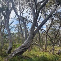 Alpine snow gums