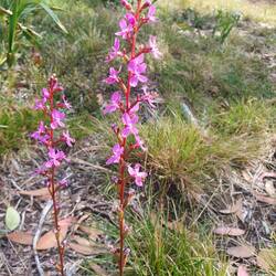 Autumn wild flowers