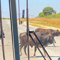 Das ist so Afrika... Ob Ziegen, Esel oder Kühe - die leben an den Straßen und nehmen sich Vorfahrt