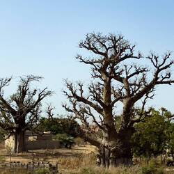 Baobab trees along our route from Dakar to suburbia — Senegal.