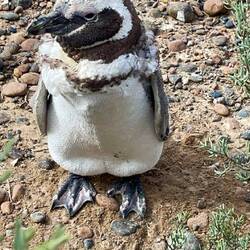 Die Federn sind noch dran!