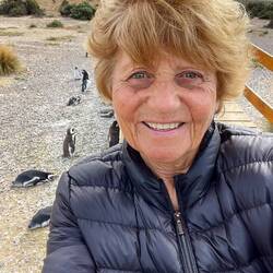 Unter diesem Holzsteg versammeln sich unzählige Pinguine.