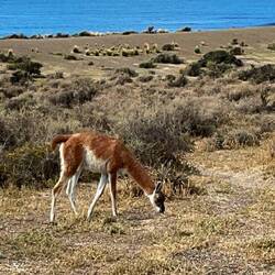 Guanakos leben hier zusammen mit den Pinguinen.