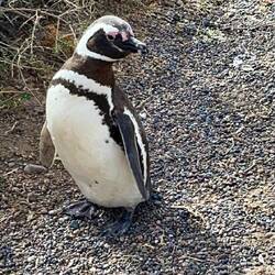 Er ist ganz neugierig. Wer fotografiert hier denn?
