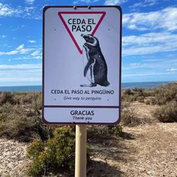 Pinguine haben Vortritt.