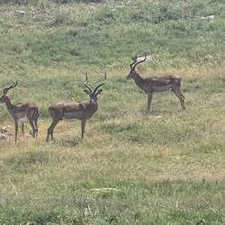 Schwarzfersenantilope (Impala)