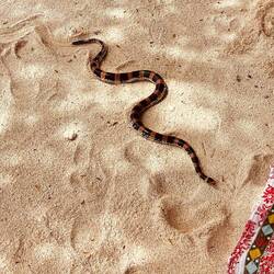 Le tricot rayé s'approche dangereusement