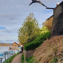 Das Schwimmbad im Rhein rückt näher!