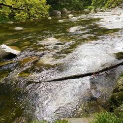 Mossman Gorge again