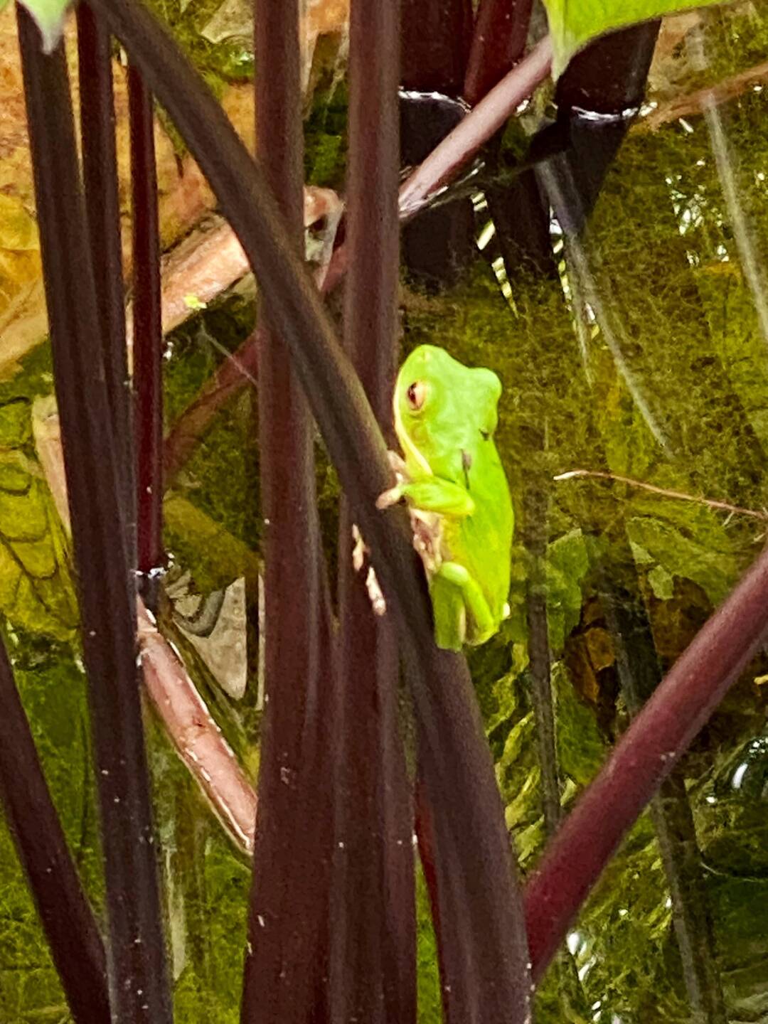 A cute local that lives in the pond outside our hotel