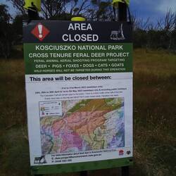 So many feral animals!!