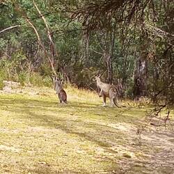 Murray Gorge lunch stop - these 2 welcomed us in!