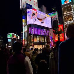 the famous Shinjuku cat crossing