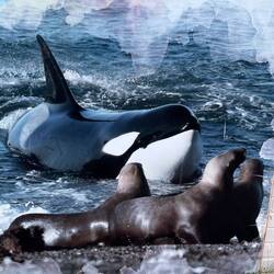 Foto des Info-Zentrums. Ein Orca nähert sich den Seelöwen.