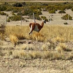 Eines der vielen Guanakos