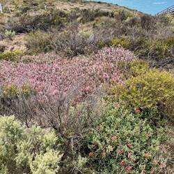 Karge Gewächse auf den Klippen