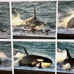 Abfolge des Angriffs