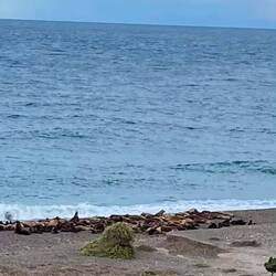 See-Elefanten, mit Zoom schlecht erkennbar, gute 100 Meter entfernt