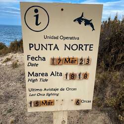 Vor 3 Tagen wurden die letzten Orcas gesichtet. Vielleicht kommen sie heute wieder?