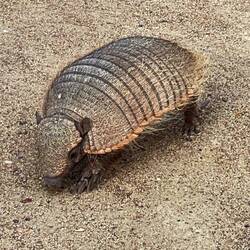 Ein Gürteltier direkt am Fuss