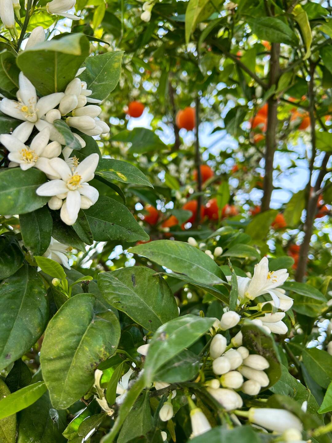 Orange tree blossoms / Orangenbaumblüten