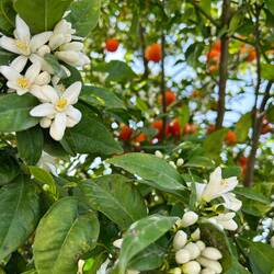 Orange tree blossoms / Orangenbaumblüten