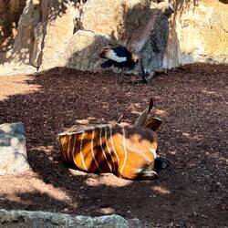 If you are advanced, but not a real tiger yet