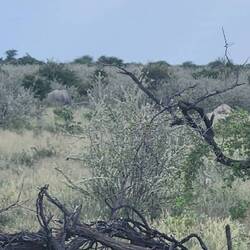 Entzückendes Nashornhinterteil