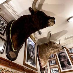 Eating under the bulls