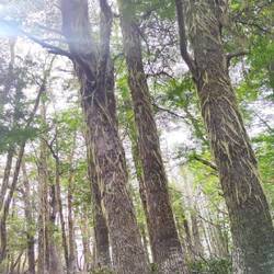 Moos auf den Bäumen