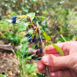 Irgendwelche Beeren, keine Ahnung ob essbar