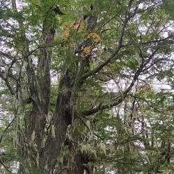 Die Spechte lachen richtig