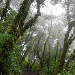 Mystische Stimmung im Nebelwald