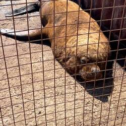 Dieser Seelöwe hat Regine angefaucht.