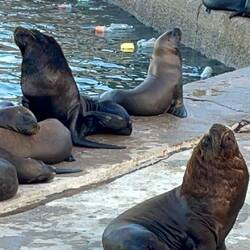 Es sieht aus wie im Zoo!