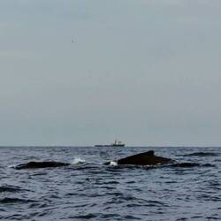 Die Wale lassen sich nur kurz blicken 🐳