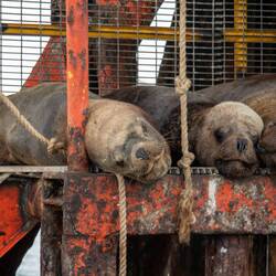 Ganz schön hässliche Seelöwen 🦭