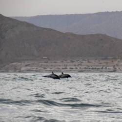 Fliegende Delfine 🐬