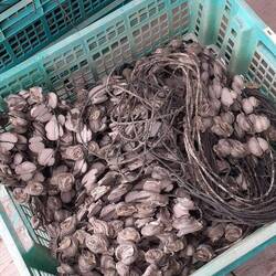 Austern wie am Schnürchen