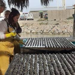 die Miniaustern werden auf Zement aufgedrückt