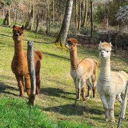 Wir werden während der Bergwertung beobachtet!